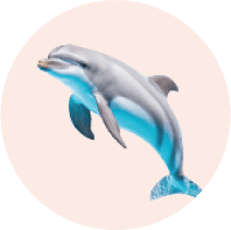 Real Dolphin 1