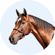 Real Horse 1