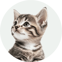 Real Kitten 1