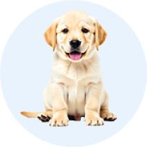 Real Puppy 1