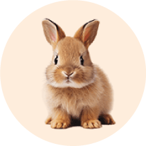 Real rabbit