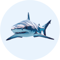 Real Shark 1