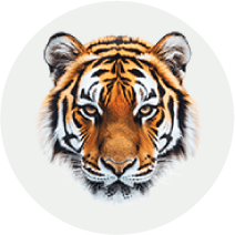 Real Tiger 1