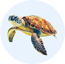 Real Turtle 1
